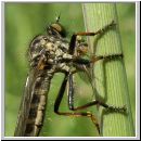 Neoitamus cyanurus - Raubfliege w12.jpg